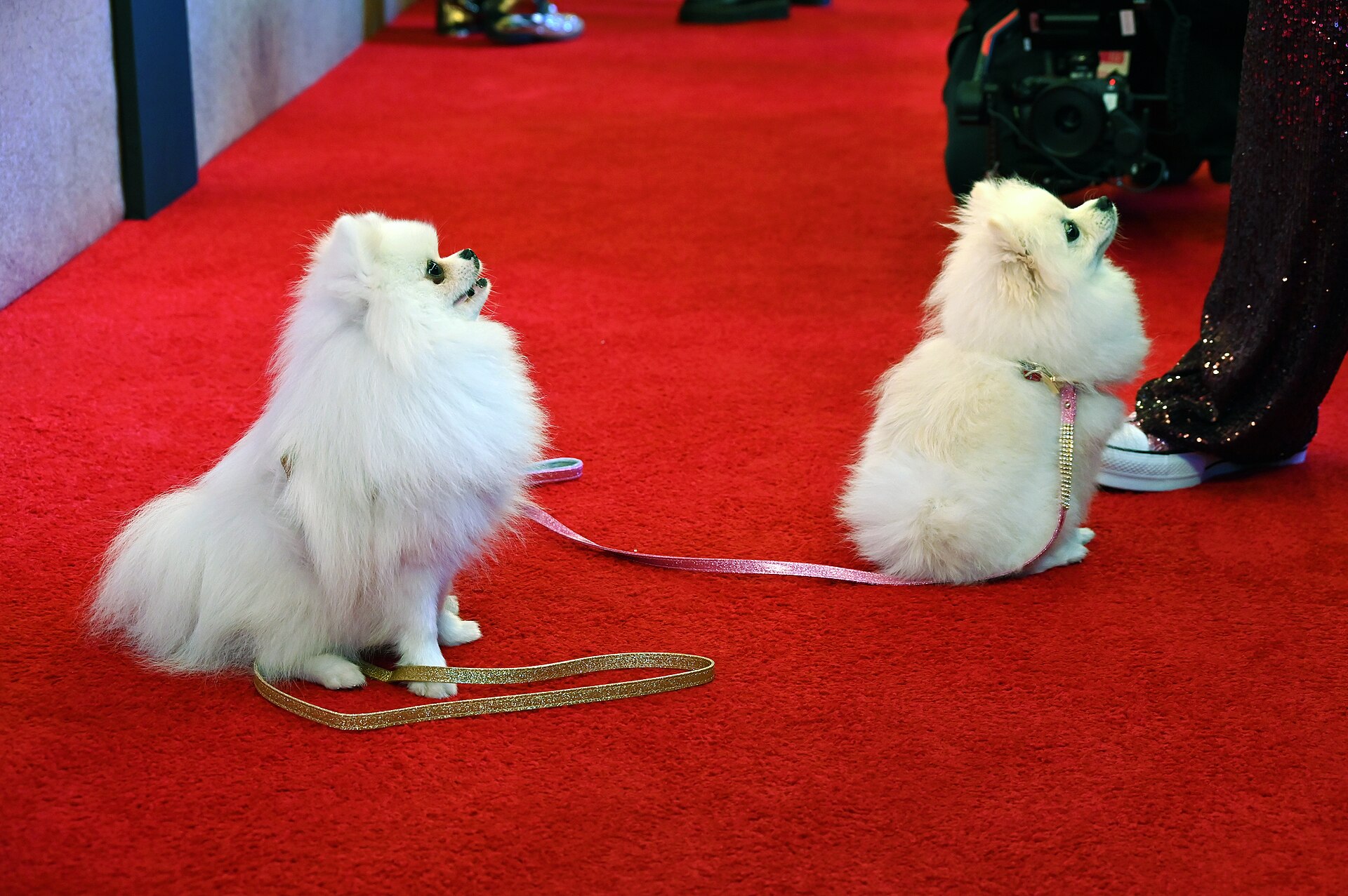 Marie Antoinette and Adam at the Opening Night of "Queen of Versailles" on Broadway, 2025