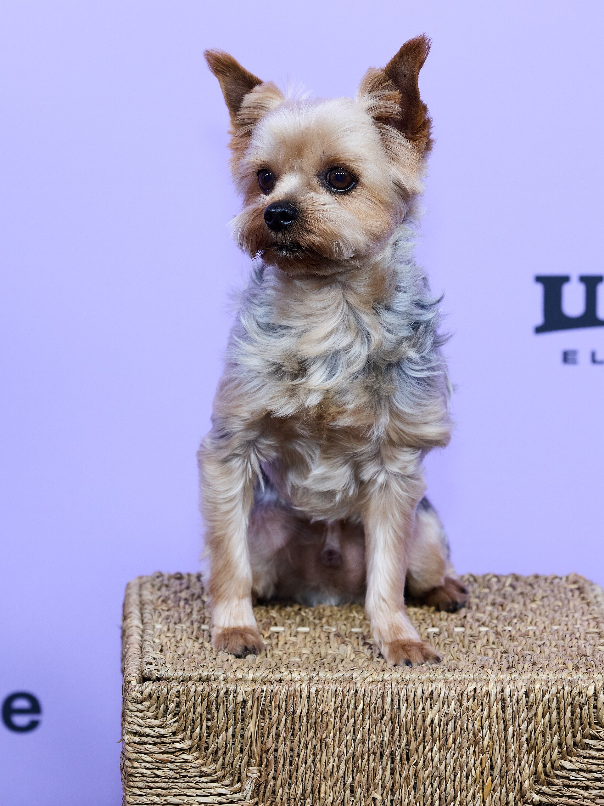 Dog Frodo at the premiere of the movie Porcelain War during the 2024 Sundance Film Festival in Park City, Utah, on January 20, 2024
