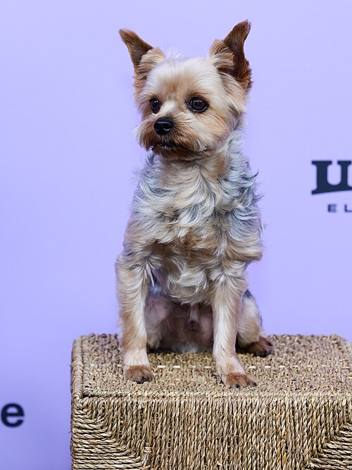 Dog Frodo at the premiere of the movie Porcelain War during the 2024 Sundance Film Festival in Park City, Utah, on January 20, 2024