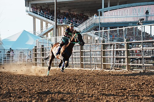 SHERIDAN, WYOMING, UNITED STATES - July 9, 2026: Arianna Holiday (Brew Crew) racing at 2026 Sheridan WYO Rodeo Womens Indian Relay.