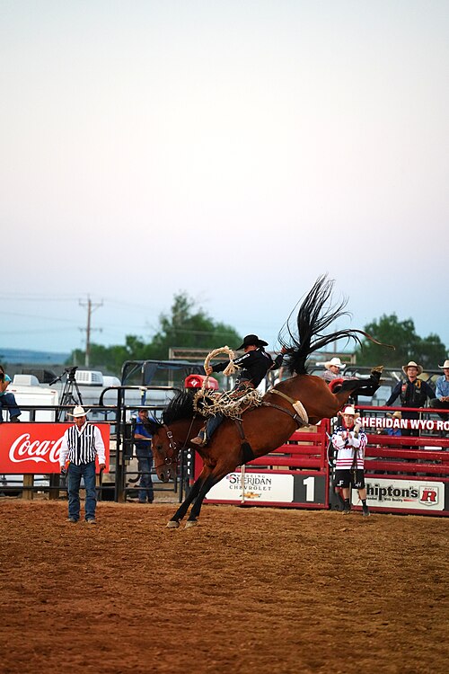 SHERIDAN, WYOMING, UNITED STATES - July 11, 2026: Brody Wells and Black Tie at 2026 Sheridan WYO Rodeo.