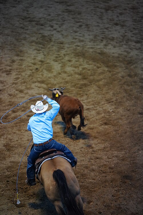 SHERIDAN, WYOMING, UNITED STATES - July 10, 2026: Team Roping at 2026 Sheridan WYO Rodeo.