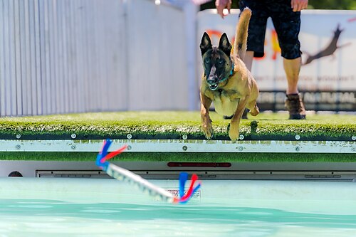 Dogs competing in the Subaru Ultimate Air Dogs Competition at Dominion Energy Riverrock on May, 16, 2026