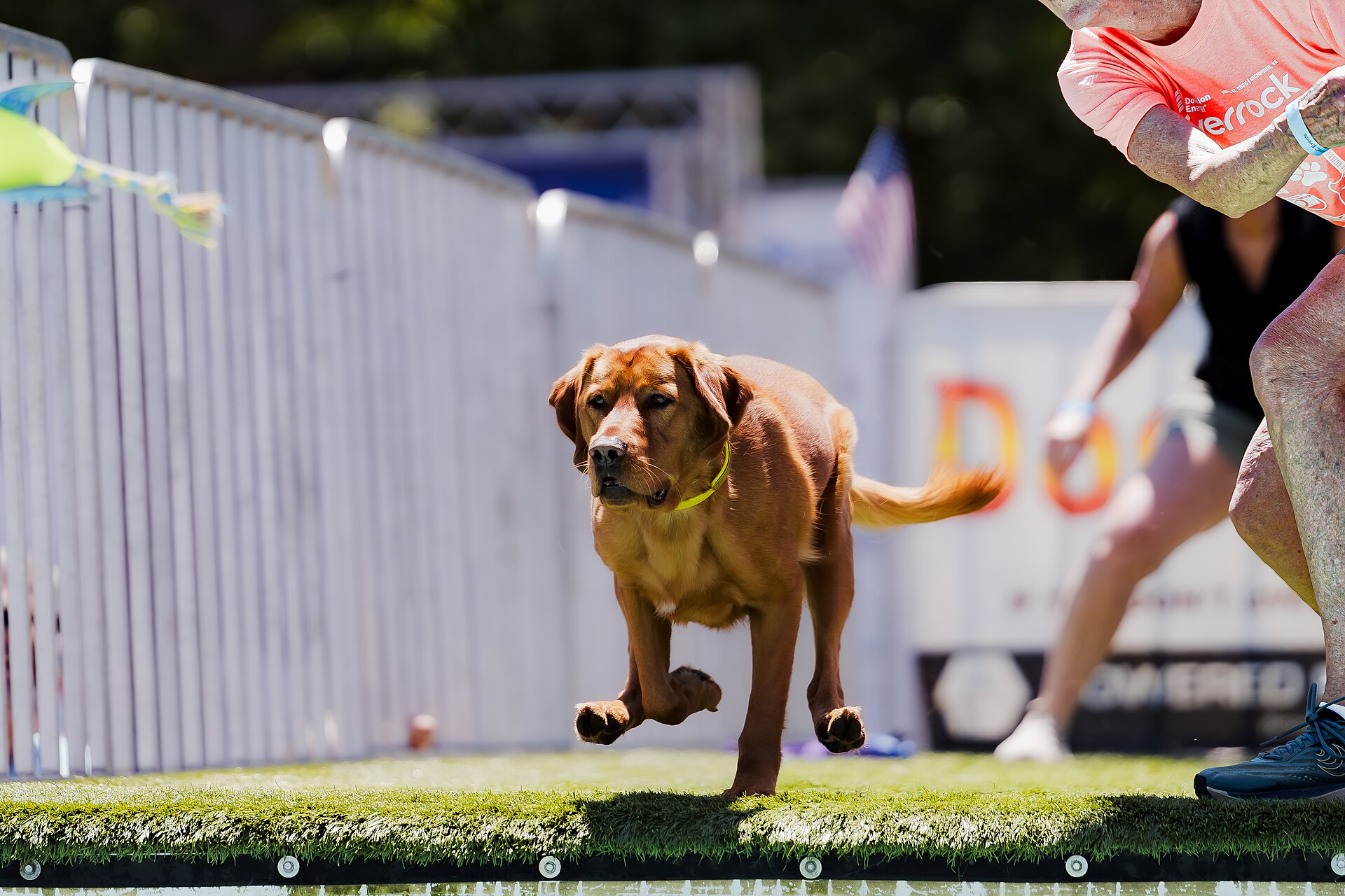 Dogs competing in the Subaru Ultimate Air Dogs Competition at Dominion Energy Riverrock on May, 16, 2026
