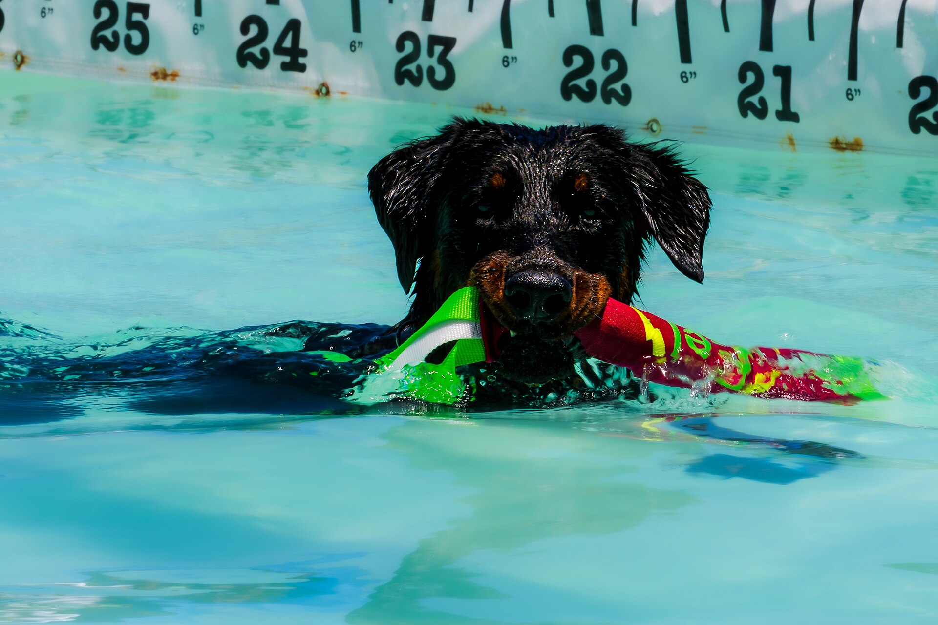 Dogs competing in the Subaru Ultimate Air Dogs Competition at Dominion Energy Riverrock on May, 16, 2026