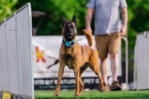 Dogs competing in the Ultimate Air Dogs at Dominion Energy Riverrock May 15, 2026