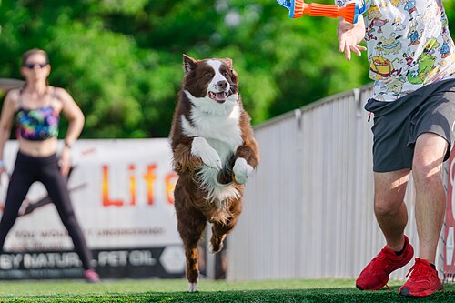 Dogs competing in the Ultimate Air Dogs at Dominion Energy Riverrock May 15, 2026
