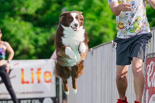 Dogs competing in the Ultimate Air Dogs at Dominion Energy Riverrock May 15, 2026