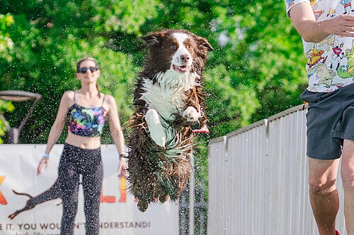 Dogs competing in the Ultimate Air Dogs at Dominion Energy Riverrock May 15, 2026