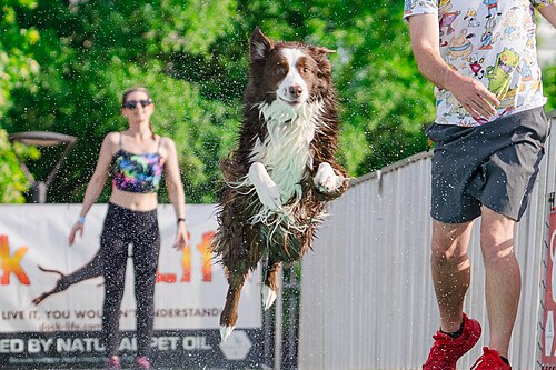 Dogs competing in the Ultimate Air Dogs at Dominion Energy Riverrock May 15, 2026