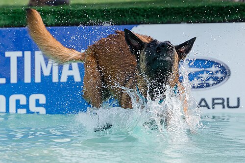 Dogs competing in the Ultimate Air Dogs at Dominion Energy Riverrock May 15, 2026