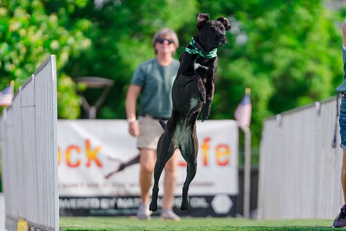 Dogs competing in the Ultimate Air Dogs at Dominion Energy Riverrock May 15, 2026
