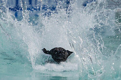 Dogs competing in the Ultimate Air Dogs at Dominion Energy Riverrock May 15, 2026