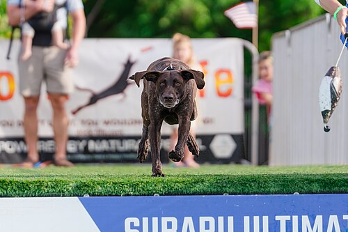 Dogs competing in the Ultimate Air Dogs at Dominion Energy Riverrock May 15, 2026