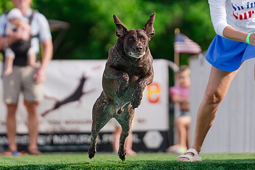 Dogs competing in the Ultimate Air Dogs at Dominion Energy Riverrock May 15, 2026