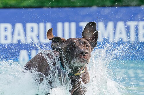 Dogs competing in the Ultimate Air Dogs at Dominion Energy Riverrock May 15, 2026